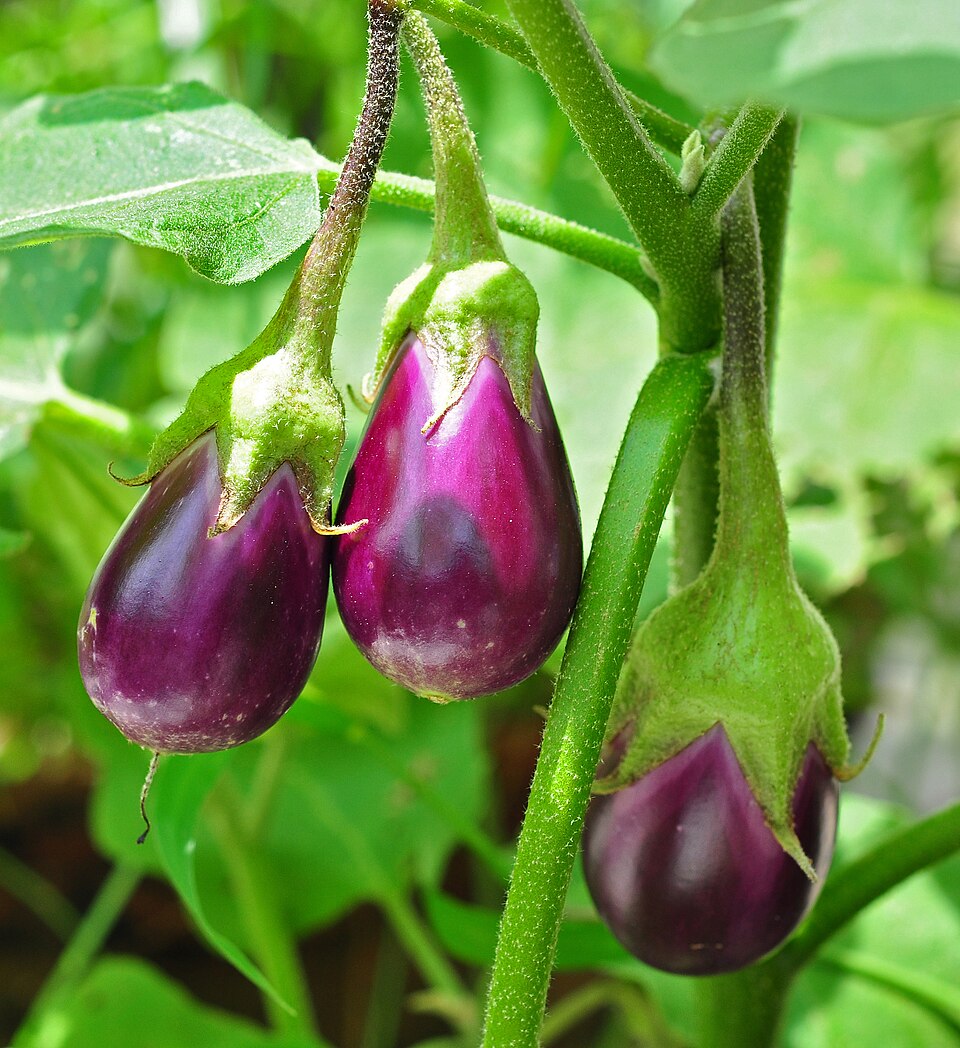باذنجان على النبات